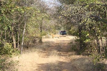 Jungle View Resort Sawai Madhopur Eksteriør bilde